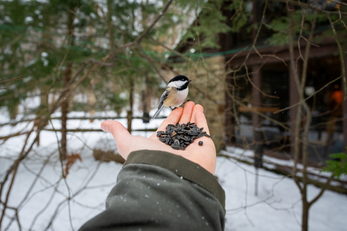 Hand-feed a Chickadee